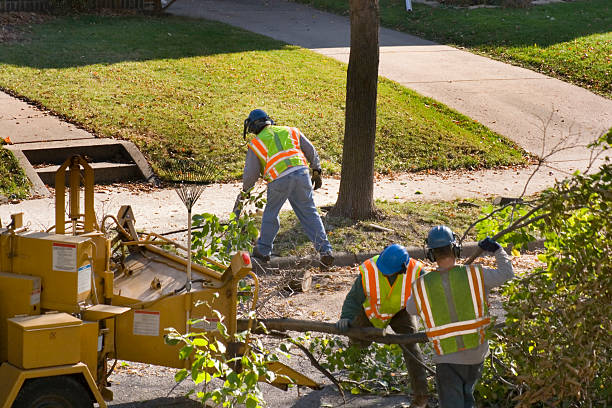 Best Tree Maintenance Programs  in Great Falls, MT